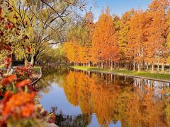 -上海共青森林公园