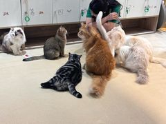 -藏猫猫咖啡主题馆(中央大道店)