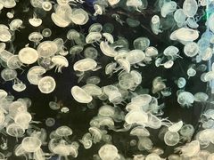 -海合安青岛极地海洋公园