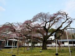 -醍醐寺