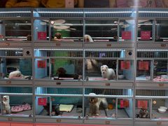 -FAELING PETS美天灵宠物(合生汇店)