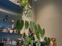 -Dogi&kiki Coffee(中心商务大厦店)