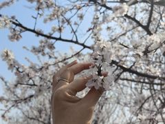 -武清南湖绿博园