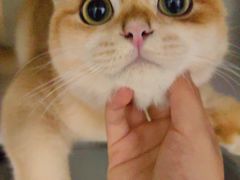 -萌兽医馆·宠物医院·猫骨科(创景店)