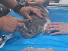 -艾贝尔宠物医院·24H转诊中心·肿瘤猫专科(江宁双龙店)