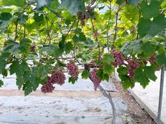 -金谷域澳洲庄园