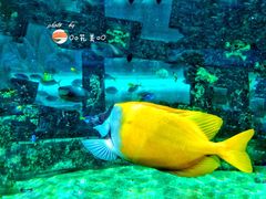 -悉尼海洋生物水族馆