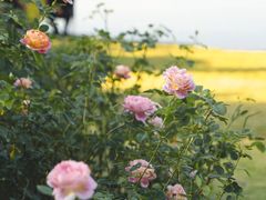 -香蜜公园