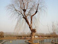 -东郊湿地公园