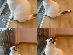 -猫咪派对(江南西店)