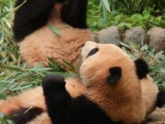 -中国大熊猫保护研究中心雅安碧峰峡基地