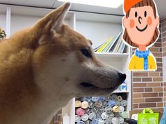 -安安宠医宠物医院·异宠·犬猫内科(岳阳分院)