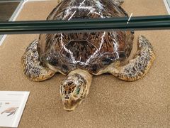 -天津古林古海岸遗迹博物馆