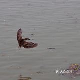 轮渡轮渡