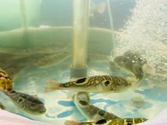 -红樽舫湖州菜.湖景餐厅(太湖渔人码头店)
