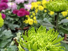 -上海共青森林公园