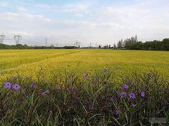 -嘉北郊野公园
