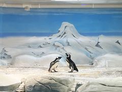 -上海海洋水族馆