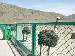 -新疆天山野生动物园