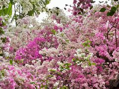 -深圳国际园林花卉博览园