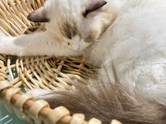 -怪兽屋·羊驼·猫咖·狗咖(俊华广场店)