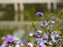 -深圳国际园林花卉博览园