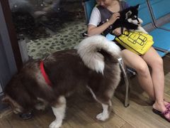 -爱侣·安琦尔宠物医院·中兽医针灸·心内科·狂犬免疫点(宝山区院)