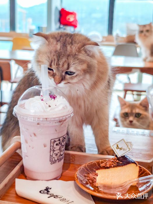 猫小主咖啡·猫咖cat cafe(福田店)图片