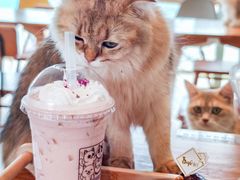 -猫小主咖啡·猫咖cat cafe(福田店)