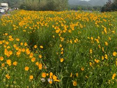 -金孔雀温泉旅游度假村