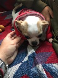 -椿树下·Tattoo纹身工作室