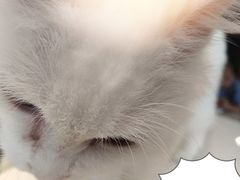 -飞行喵MR PILOT|猫舍·猫咖(静安大融城店)