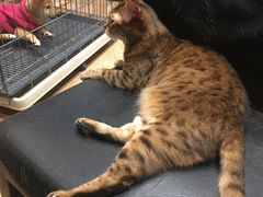 -猫色咖啡·猫咖