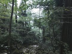 -天目山大树王景区
