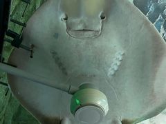-悉尼海洋生物水族馆