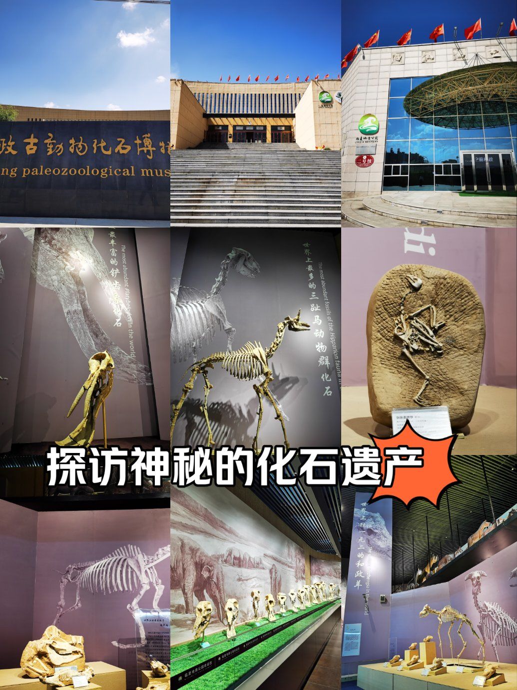 和政古生物化石博物馆