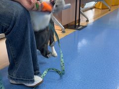 -天使宠物医院·犬猫分诊(彩虹店)