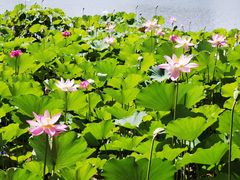 -莲花池公园