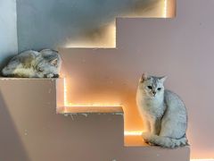 -猫儿山۰猫主题餐厅