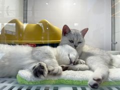 -1013 PET SHOP 宠物商店(近铁城市广场店)