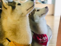 -Husky Go! 哈士奇体验馆·宠物咖啡厅狗咖