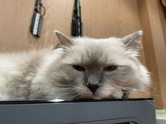 -MOCHA明星猫咖(田子坊店)