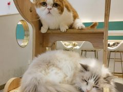 -飞行喵MR PILOT|猫舍·猫咖(静安大融城店)