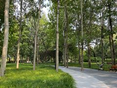 -大望京公园