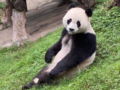 -都江堰中华大熊猫苑