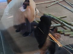 -云南野生动物园