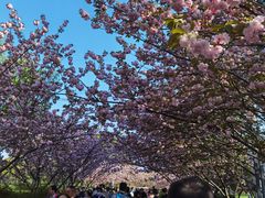 -赫尔森口腔·牙齿种植修复