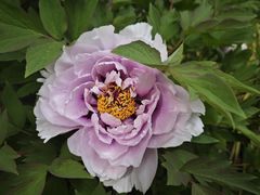 -吕氏焗小鲜•海鲜青岛菜(八大关店)