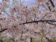 -高东镇樱花园