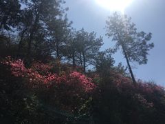 -木兰云雾山